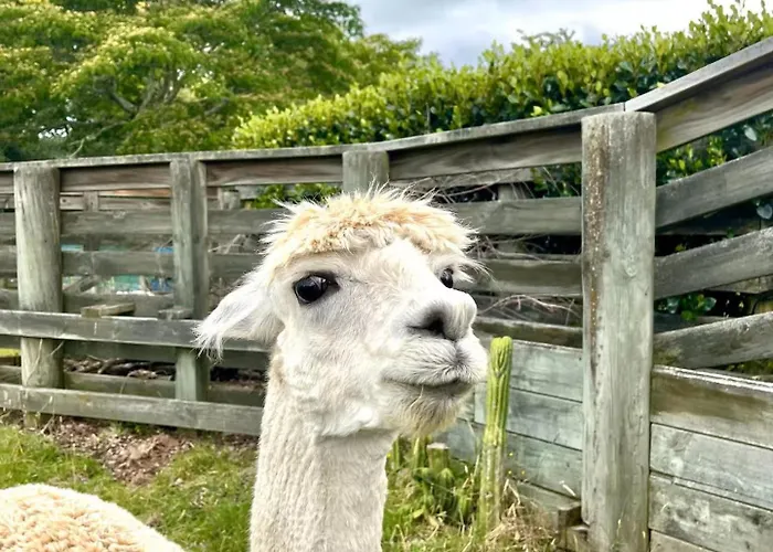 Alpaca Haven Farm Chalet